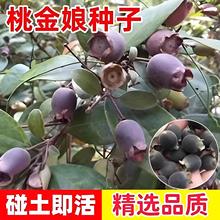 桃金娘种子哆尼仲尼山菍多莲当梨根桃舅娘当泥稔子树种林木树苗籽