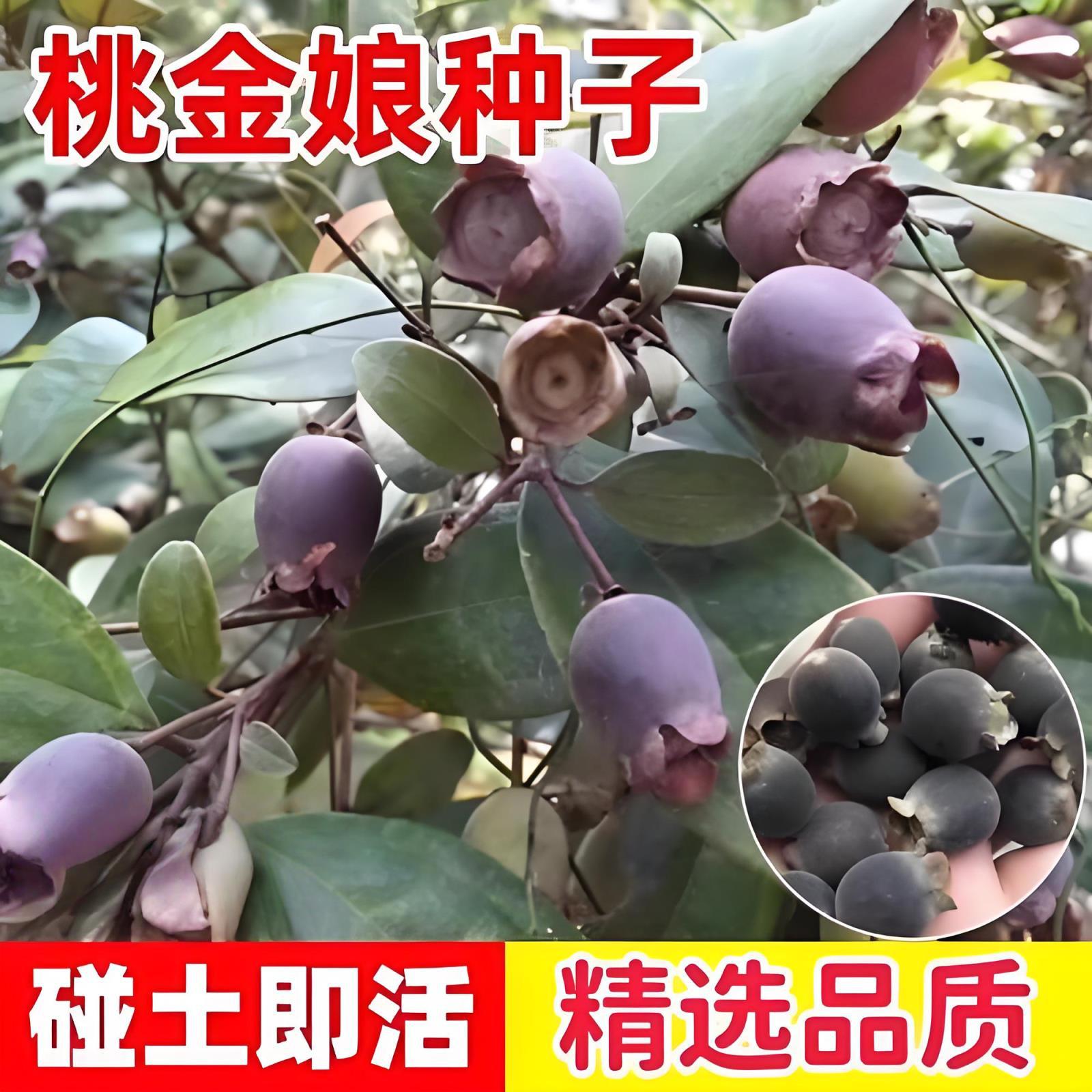 桃金娘种子哆尼仲尼山菍多莲当梨根桃舅娘当泥稔子树种林木树苗籽