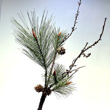 诺贝松美人松牙签松马尾松仿真植物圣诞节装饰品柏松罗汗松假松枝