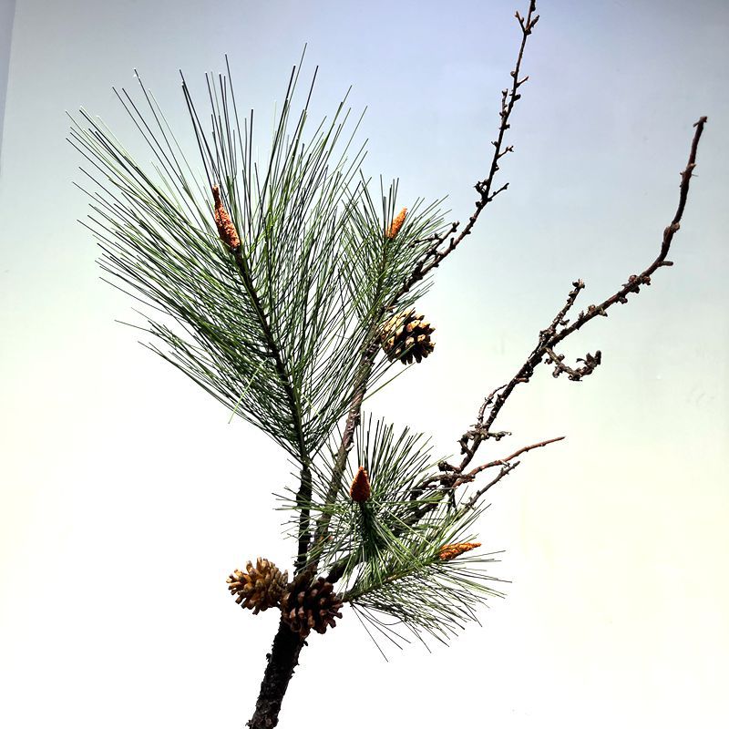 诺贝松美人松牙签松马尾松仿真植物圣诞节装饰品柏松罗汗松假松枝