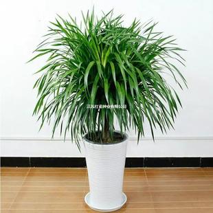 ���F����횘���^��Ѫ��͏d���Ի���ֲ����;Gֲ�k�����辰���F