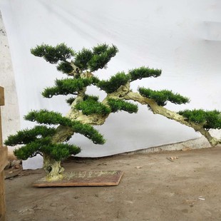 2018�|ݸ�����ɰ�ͥԺ��ľ�ɶ��ٳ��G��ľ�ɘ������ɰؘ���������