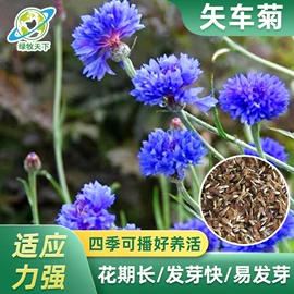 种子;草坪;草种子