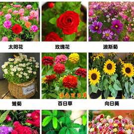 小盆栽花种子籽矮向日葵牵牛凤仙太阳花代发厂家分装小包花卉种子