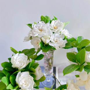 White Gardenia Flowers, Summer Small Fresh Flowers, Household Hydroponic Cut Flowers, Direct Delivery from Yunnan Kunming Base