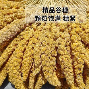 ������ȻС�����S�����W�^�B�Z�}��Z��϶�����쾰�b�