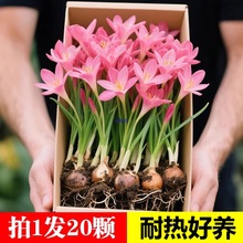 �L���m�N���������҃���ͥԺ�_���ΰ�ͥԺ�̨���Ի���ֲ����B��