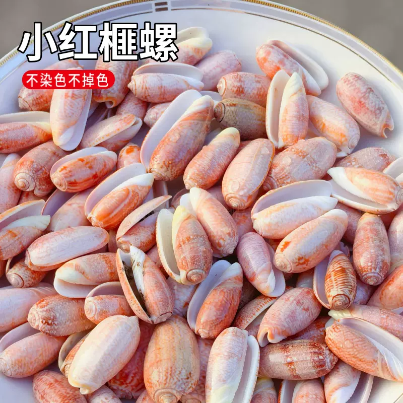 天然小贝壳海螺按斤卖 红榧螺 手工diy饰品摆台收藏 鱼缸造景
