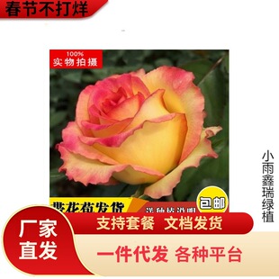 һ�����l�崺�¼�--��˹���-΢���¼������̨ϵ�У����mʮ��