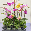 Base direct supply orchid Phalaenopsis goddess festival gift 2.8 -inch little hummingbird gift or color cup