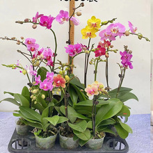 基地直供兰花蝴蝶兰盆栽女神节教师节礼物 2.8寸小蜂鸟礼品装