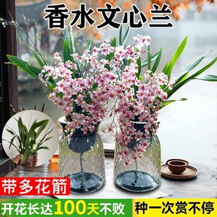 ��ˮ�����m���Ԏ����������m����ֲ���k��������Gֲ�����辰�ļ�