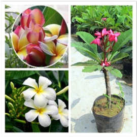 鸡蛋花盆栽树苗缅栀子花苗红色黄色当年开花庭院阳台浓香花卉植物