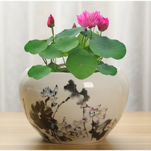 水养睡莲碗莲缸盆陶瓷水仙花盆大号一叶莲水栽铜钱草水培器皿