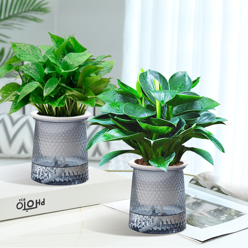 [2개 세트] 골든 다이아몬드 + 포토스 + 별 세면대 2개 + 영양액