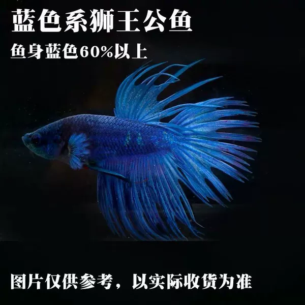 Blue Lion King [Public]
