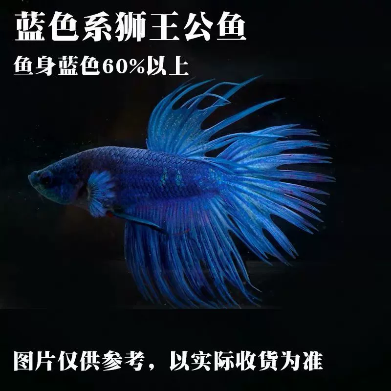 Таидоуй живые tropical ornamental fish Lion King Wedding fish Half Moon Male Fish Horsetail Night Market Stand Интернет-знаменитость оптом