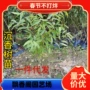 海南名贵正宗珍贵沉香木苗