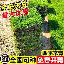 一件代发草皮真草坪带泥土别墅台湾草马尼拉草皮带土花园绿化四季