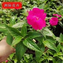 非洲凤仙杯苗 批发青州凤仙花苗盆栽 宿根草花花卉工程园林供应