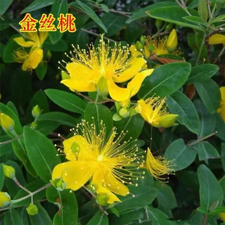 金丝梅花苗金丝海棠四季常青开花灌木庭院绿篱室外好养绿化苗木