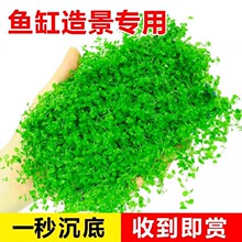 超值盒装爬地矮珍珠水草趴地矮日本高珍珠鱼缸造景草坪专包邮批发
