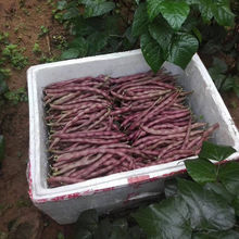 ϼtļNӼtƤoܶNӸ߮aܿ͟ᴺr̨