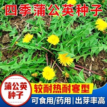 食用蒲公英种子野菜种籽子婆婆丁根茶易种易活四季阳台盆栽蔬菜籽