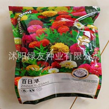 厂家批发彩装种子原装花籽百日菊种子四季播种四季开花景观花海