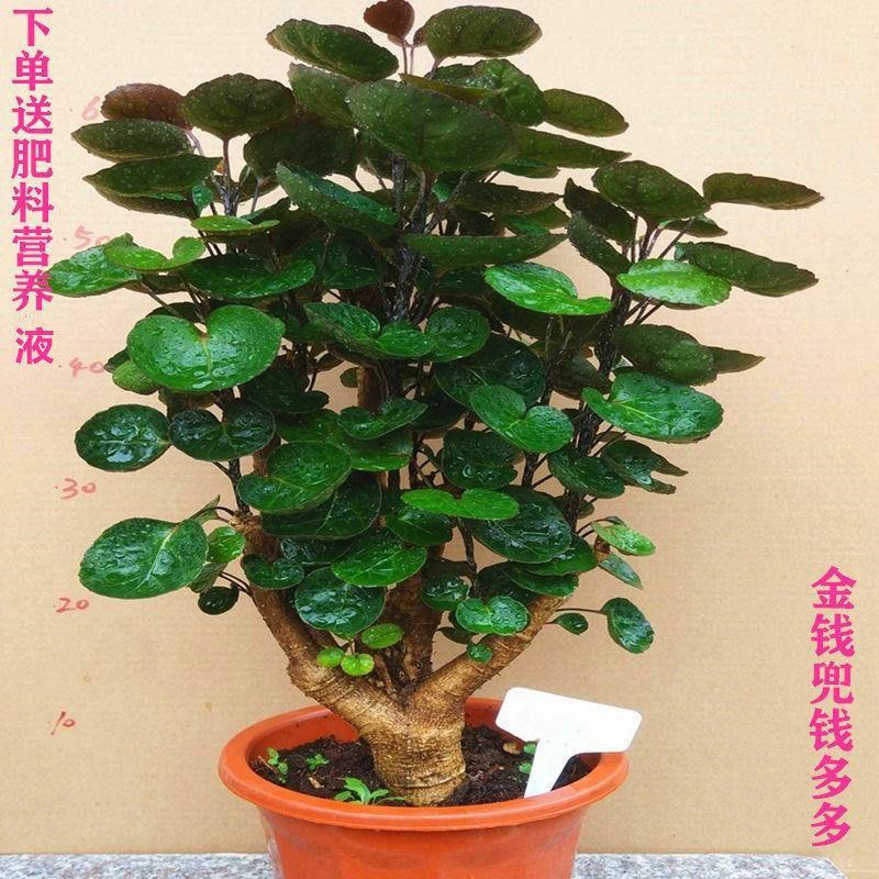 Money Tree Potted Indoor Living Room Round Leaf Money Plant Money Tree Fortune Tree Green Plant Flower