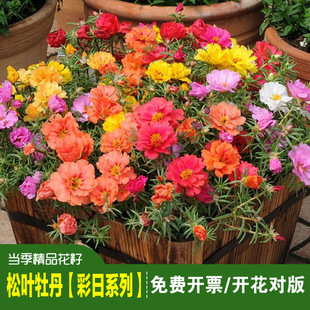 ��Ʒ���~ĵ��̫ꖻ��N�Ӱ�֦ɏ�����˶������ر�ֲ���̨����ͥԺ