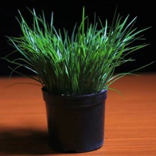 ����΢���辰���X�S�𼧻���S������Gֲˮ���������С�����m��