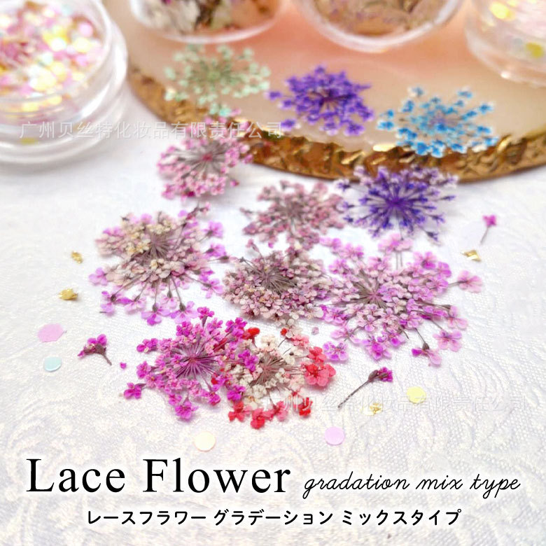 Dried Flower Manufacturers Wholesale Lace Flowers, Snow Pearl Flowers, Pressed Flowers, Japanese-Style Nail Art Dried Flowers, Resin Phone Case Art Pressed Flower Materials Dried Flower Manufacturers Wholesale Lace Flowers, Snow Pearl Flowers, Pressed Flowers, Japanese-Style Nail Art Dried Flowers, Resin Phone Case Art Pressed Flower Materials