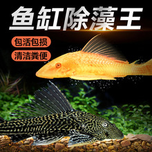 �^�p�~��������~С���~���^�p����ˮ�����坍���~�׳��S�㹤���~