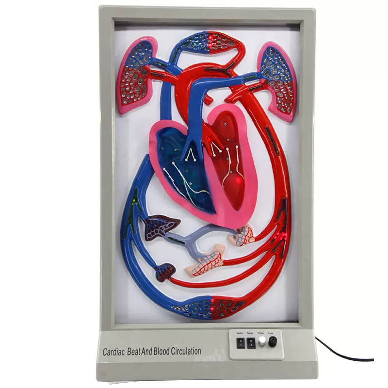 青华心搏与血液循环模型动态演示生物实验器材教学仪器电动教具