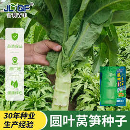 耐热莴苣种子香莴笋种籽高产青笋种四季阳台莴笋秧苗盆栽蔬菜种孑