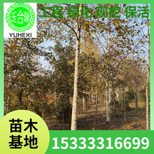 ט | ebט ט |ט טС