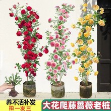 �Nޱ���������¼����Nޱ�Ϙ��������ͥԺֲ���̨�����ļ��_��