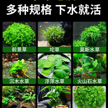 ˮ��ֲ���~��ˮ���쾰���ˮ���ˮ�Ųݸ׾Gֲ��������~������