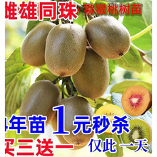 红心猕猴桃树苗嫁接软枣猕猴桃果苗当年结果南方北方种植庭院果树