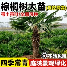 �ؙ������ѿ����˿����Ә�G���ͺ���ľͥԺ�ļ�����ֲ�����Ե���