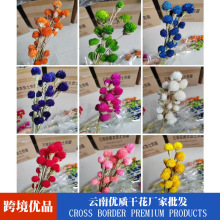 永生千日红草莓果永生花开心果家居装饰插花道具干花拍摄干花束