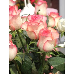 ��ɯ������ɫõ�廨�������Ϙ��̨ͥԺ�ش󻨝����ļ����܎�����