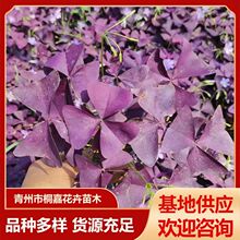 ���ݻ��ع���ͥԺ�ر�ֲ���Ϻ����̨ͥԺ���~���~�����{��