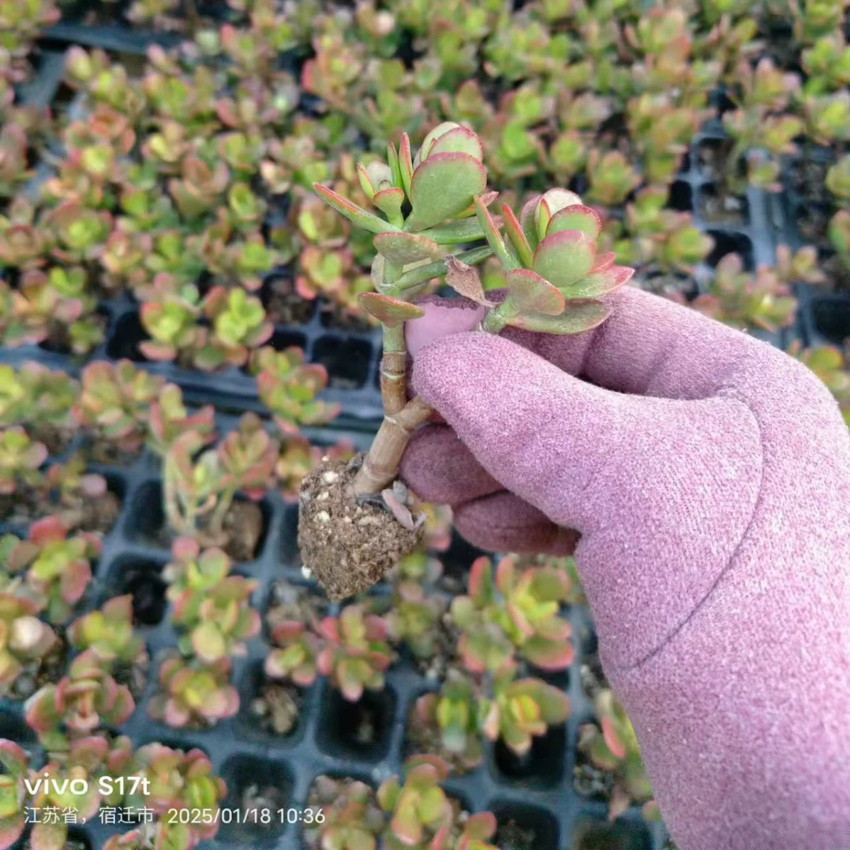 Джи Хунхуа Луна в горшках