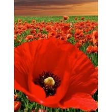 ���������u�����˻��N�ѻ�ɫ�t�������������N���ļ��׻��ͺ�����