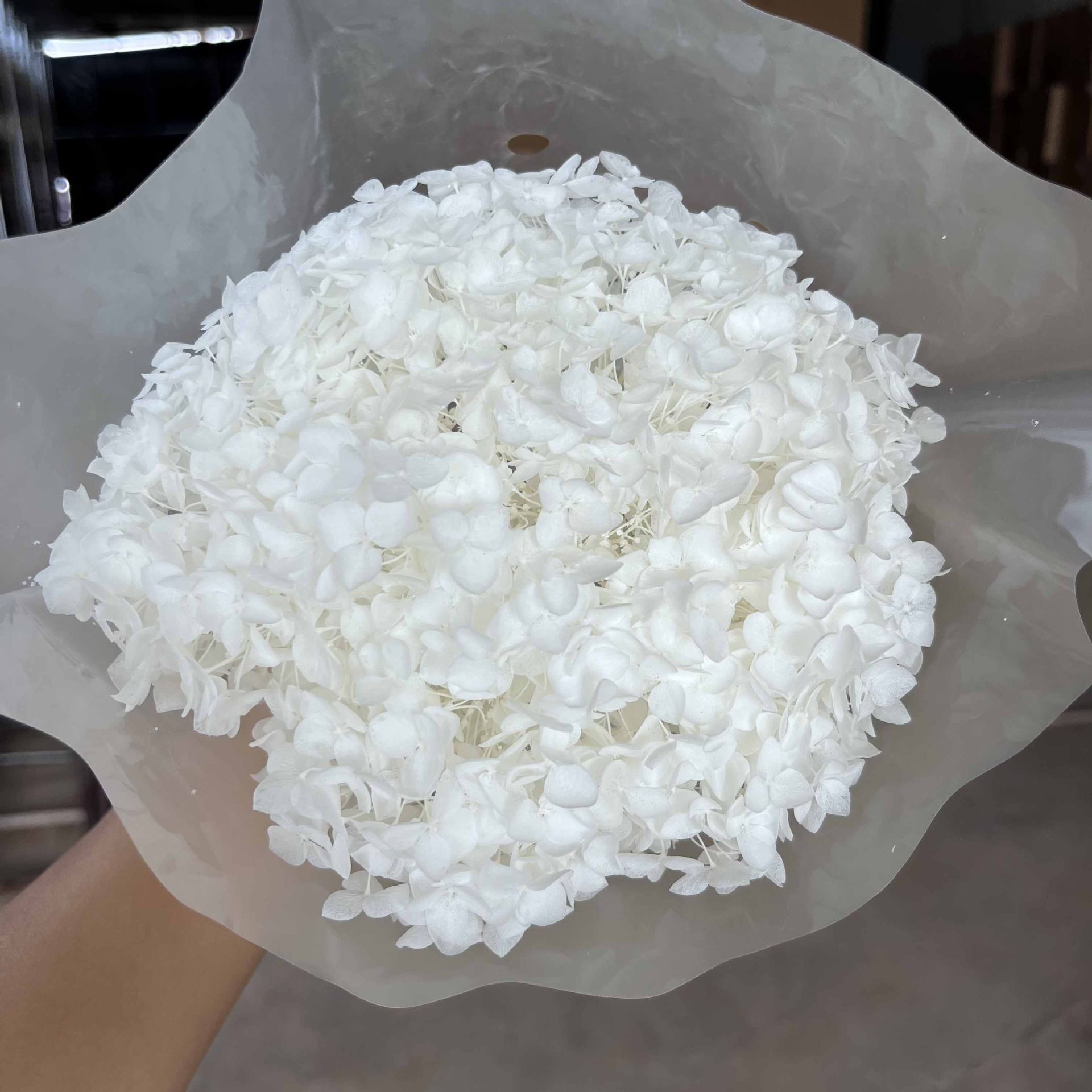 흰색 꽃 머리 직경은 약 31CM입니다.