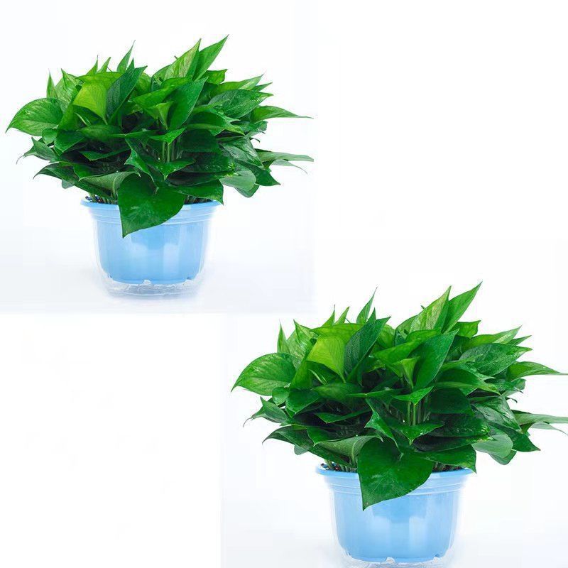 파란색 화분 + 비료 2개가 포함된 게으른 흡수 화분 2개 [높이 30Cm 대형 포토스]