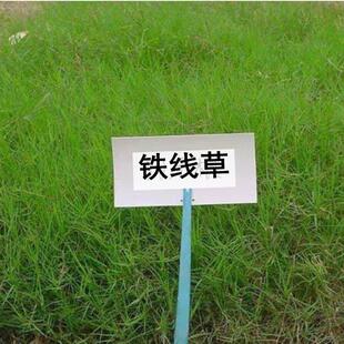 �ͺ��͟��F���ݲݷN���ļ�ͥԺ�ײ��N�͸��ݲ��Ѷ������������ò�