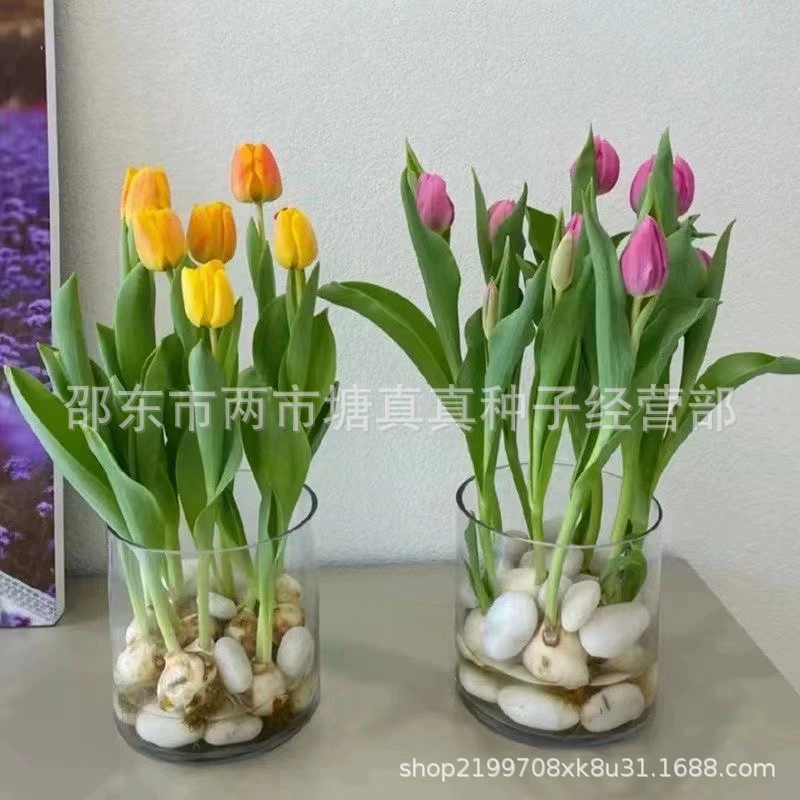 Оптовая продажа Tulip Ball Dutch Tulip Многоцветный Большой мяч Парк Озеленение Почвенная Гидропоника Легко выжить